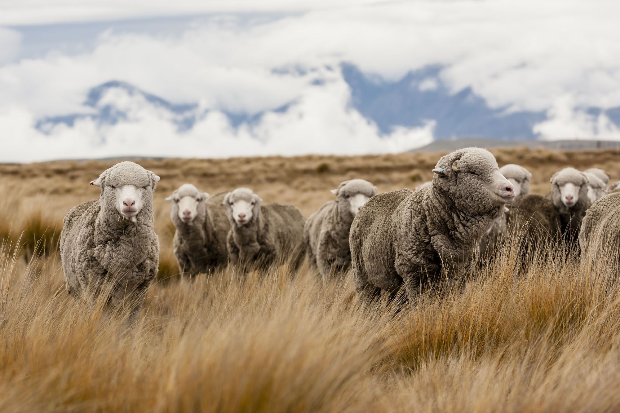 Introducing LYB’s Merino range