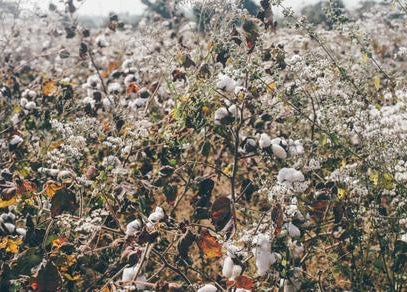 The other side of the story